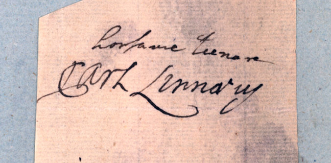 detalj av brevet med carl von linnés namnteckning