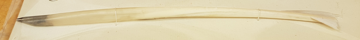 närbild på en vit gåsfjäderpenna