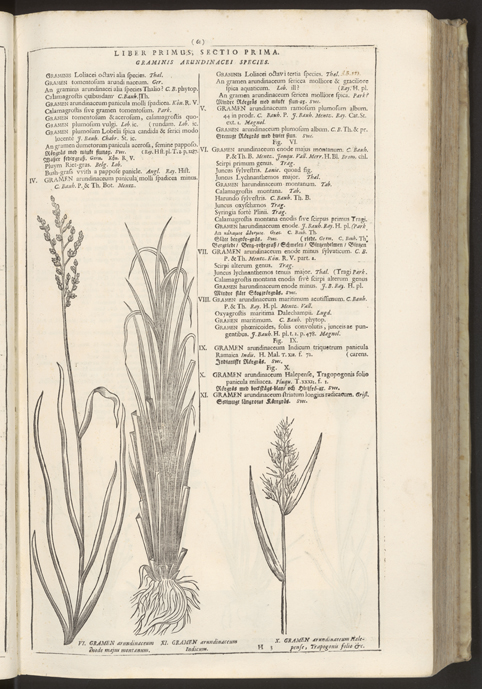 en sida i boken med träsnittsillulstrationer av några gräs och beskrivande text